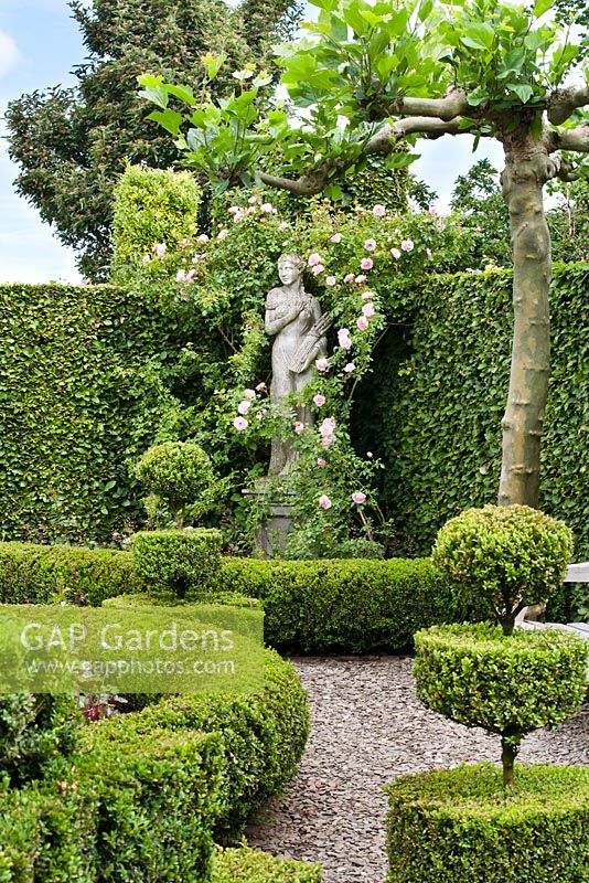 Formal garden with box topiary and hedging. Rosa 'Climbing Bonica'. Frank Thuyls garden.
