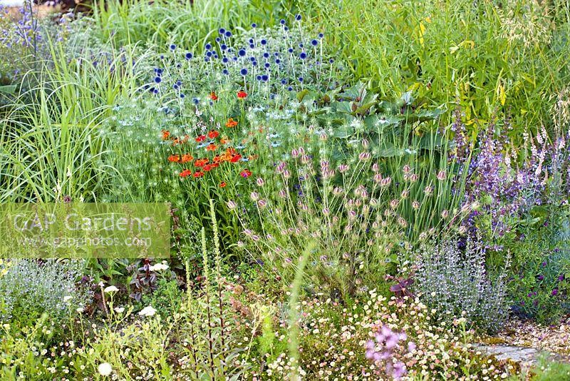 Border of perennials grasses and annuals: Erigeron, Love in the Mist, Salvia, Echinops Ritro Veitch's Blue, Sedum, Helenium Waldtraut, Stipa gigantea
