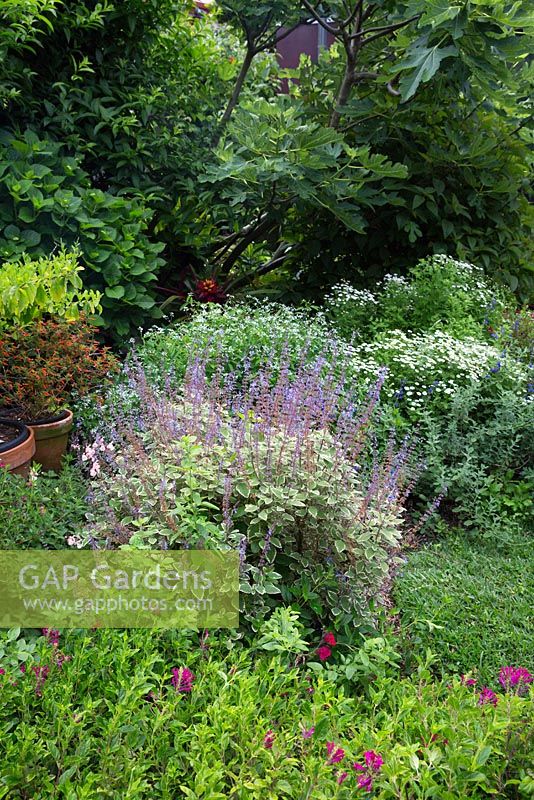 Detail of a garden with layered planting featuring dark pink flowers of Scutellaria Suffrutescens, behind it Plectranthus Forsteri Marginatus, with dense green and cream variegated foliage and purple flowers.