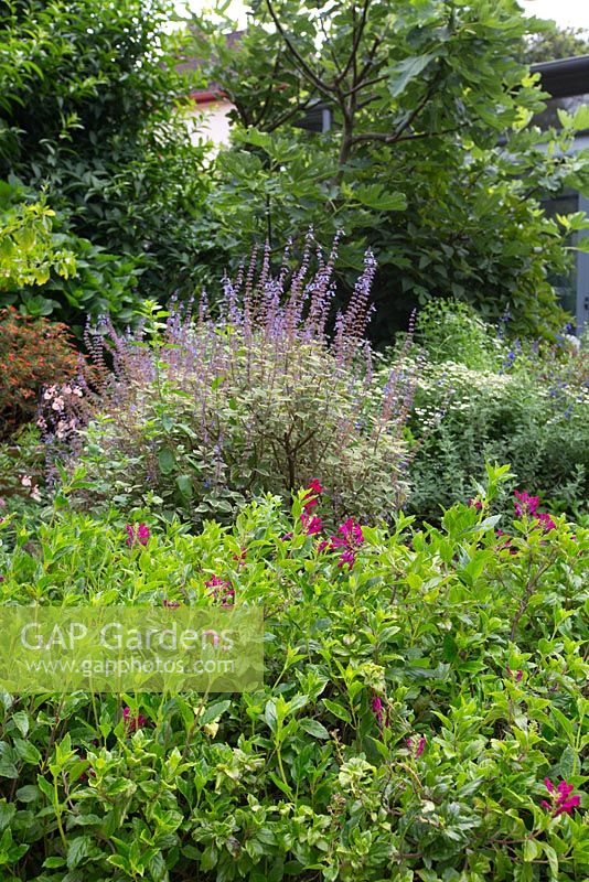 Mixed planting shows dark pink flowers of Scutellaria suffrutescens in the foreground, with the variegated foliage and mauve flowers of Plectranthus Forsteri Marginatus behind it