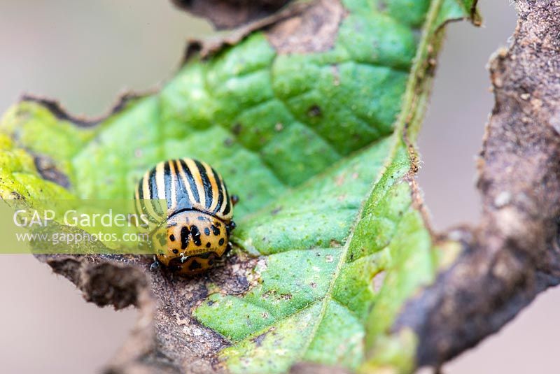 Leptinotarsa decemlineata - Colorado Beetle on leaves 