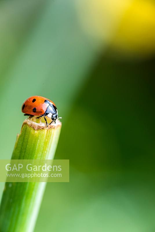 Coccinella septempunctata - Sevenspotted ladybird on the tip of a stem