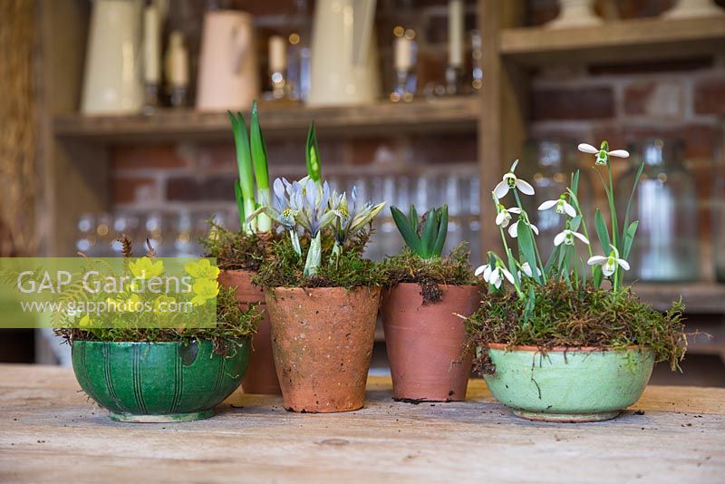A selection of small ceramic bowls and terracotta pots planted with Iris 'Katharine Hodgkin', Galanthus elwesii, Hyacinth 'Woodstock', Narcissus 'Erlicheer' and Eranthis hyemalis