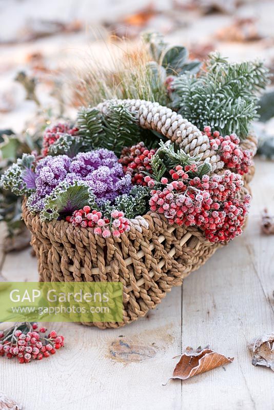 Wicker basket containing frosted Cotoneaster berries, Ornamental cabbage, ornamental grass and Pine foliage