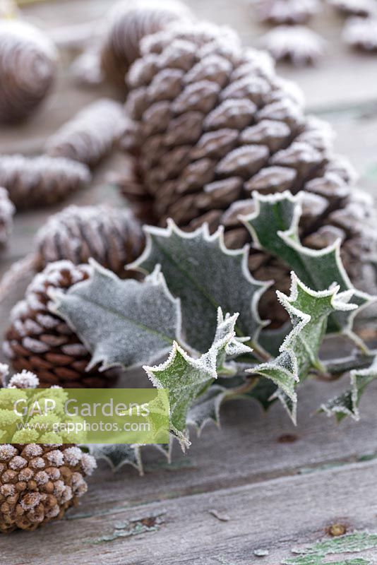 Frosted Pine cones and Holly leaves on wooden surface