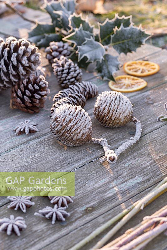 Frosted Pine cones, Star anise seeds and Holly leaves on wooden surface
