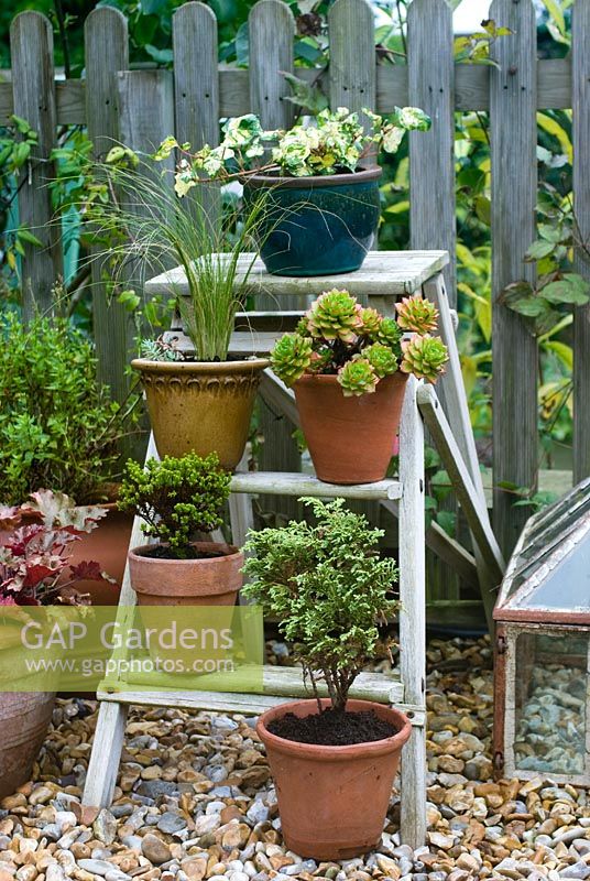 Autumn containers with grasses, succulents and evergreens