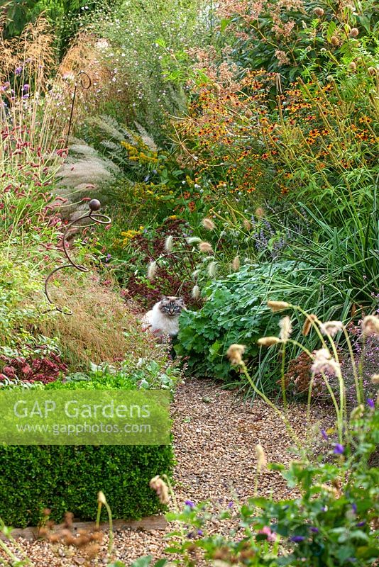 A gravel path with box hedge, Rudbeckia  'Prairie Glow' and a cat