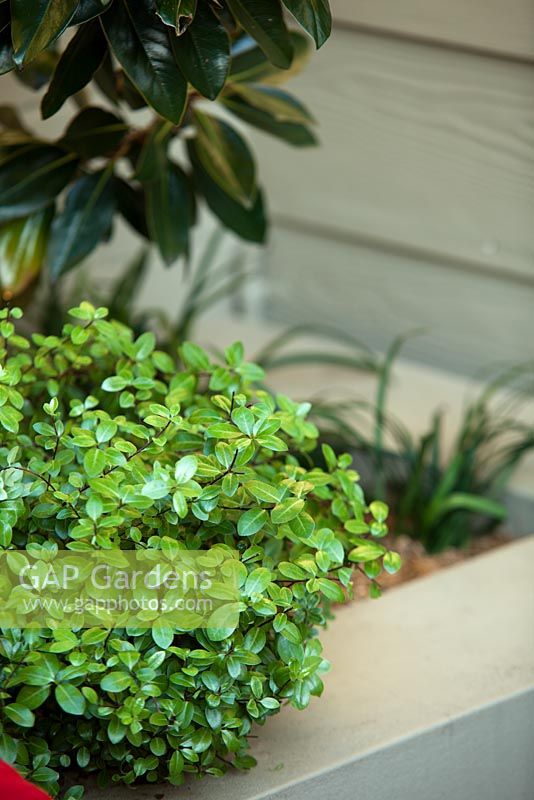 A clipped Pittosporum 'Golf ball' growing in a raised garden bed