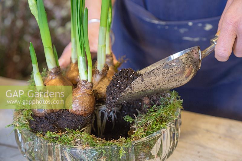 Planting the Narcissus 'Erlicheer' into the glass bowl and filling spaces with compost