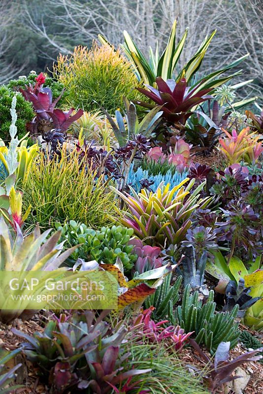 View of a garden showing a collection of colourful and variegated bromeliads, succulents, cactus, and euphorbias
