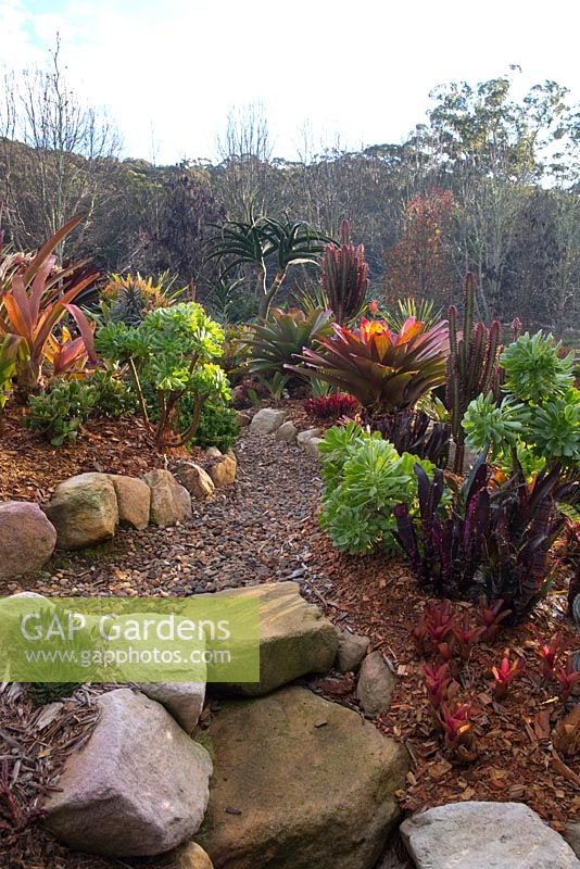 Detail of a sandstone edged garden beds with mulched path with mixed planting of succulents featuring Aeonium arboreum, Tree Aeonium and Alcantarea imperialis rubra.