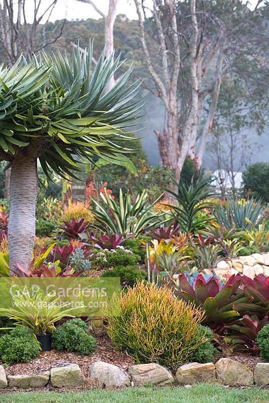 Garden with a mixed planting of bromeliads and succulents, featuring a Dracaena draco Dragon's Blood Tree.