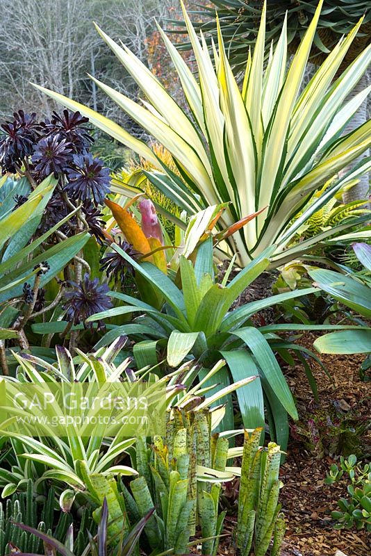 A layered planting of bromeliads and succulents featuring a large variegated Furcraea foetida, Mauritius Hemp.