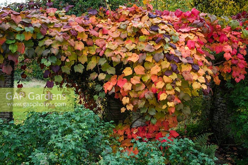 Grape vine in Autumn colour growing over pergola.
Hestercombe Gardens, Somerset