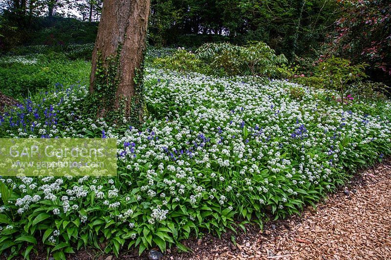 Allium ursinum and Bluebells  Hyacinthoides non-scripta carpeting woodland floor in Spring.
Bonython estate, Cornwall