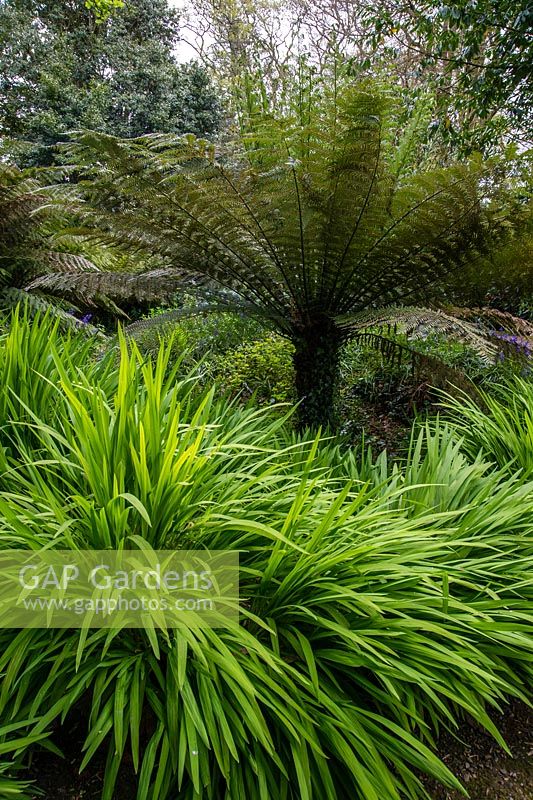 Dicksonia antarctica - Australian tree fern amongst lush green vegetation, Trewidden Garden, Cornwall