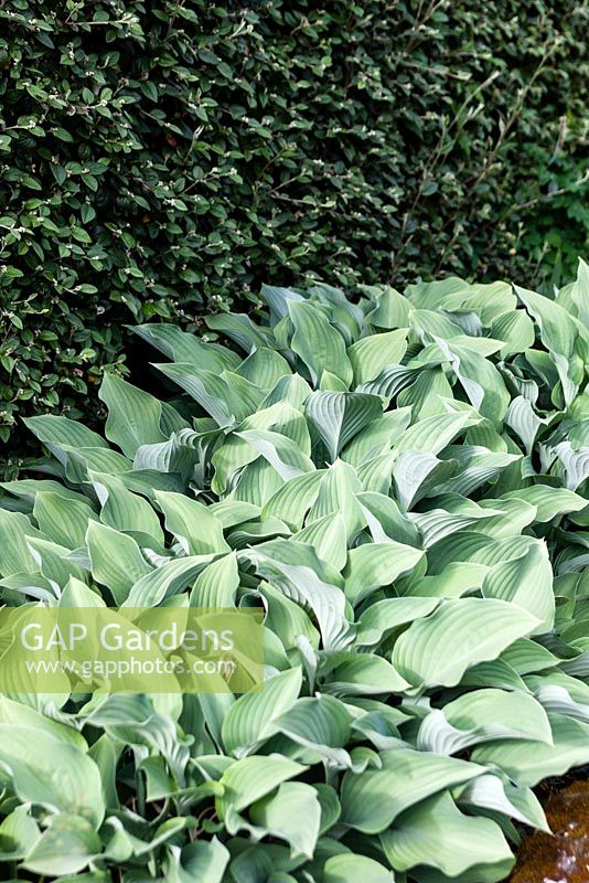 Bed of Hosta 'Krossa Regal' against hedge of Cotoneaster. Veddw House Garden, Monmouthshire, South Wales. Garden designed and created by Charles Hawes and Anne Wareham.