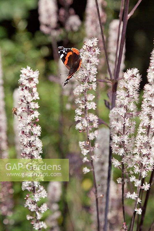 Red Admiral butterfly on Actaea simplex 'Atropurpurea Group' - Bugbane - September, Cheshire