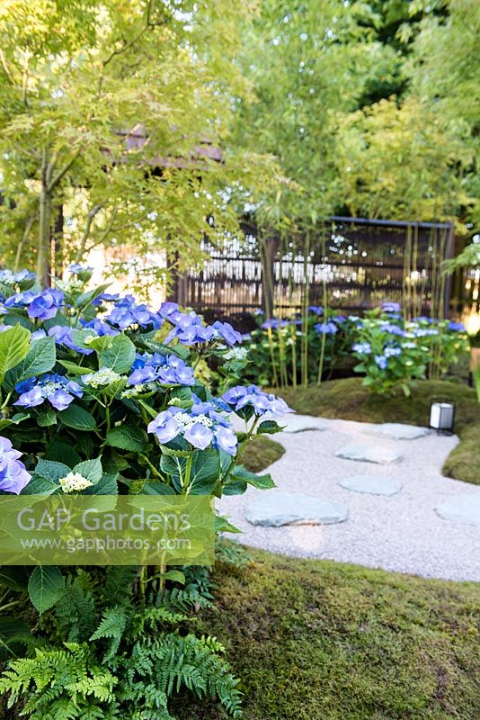 View of the path with slate paving stones surrounded by blue flowering Hydrangea serrata, Phyllostachys bissetii, and knitted Bamboo fence. Japanese Summer Garden. Designed by Saori Imoto. Sponsored by Unique Japan Tours