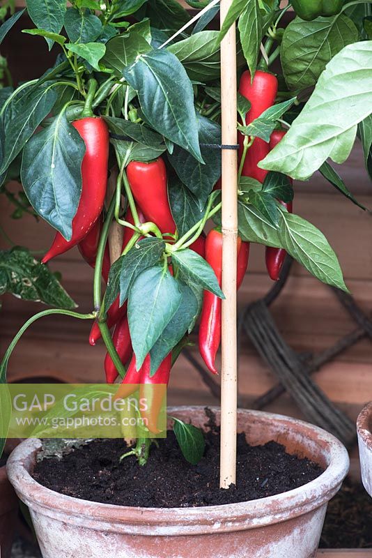 Peppers planted in container with a bamboo support cane. Gabriel Ash Greenhouses. Hampton Court Flower Show, July 2016.