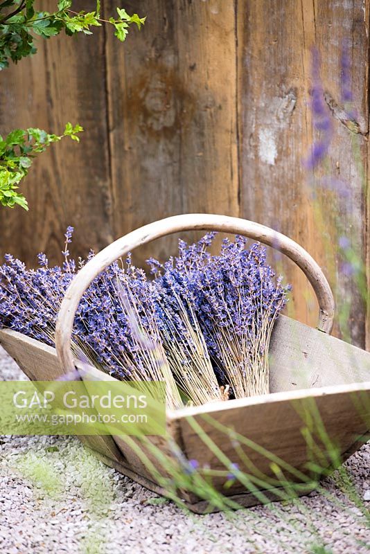 Wooden basket with cut and dried Lavender flowers. The Lavender Garden, Designers: Paula Napper, Sara Warren, Donna King. Sponsor: Shropshire Lavender 