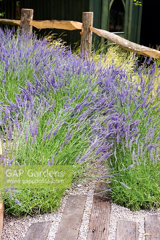 The path made with gravel and natural wooden bars surrounded by Lavender - Lavandula x intermedia 'Grosso'. The Lavender Garden, Designers: Paula Napper, Sara Warren, Donna King. Sponsor: Shropshire Lavender 