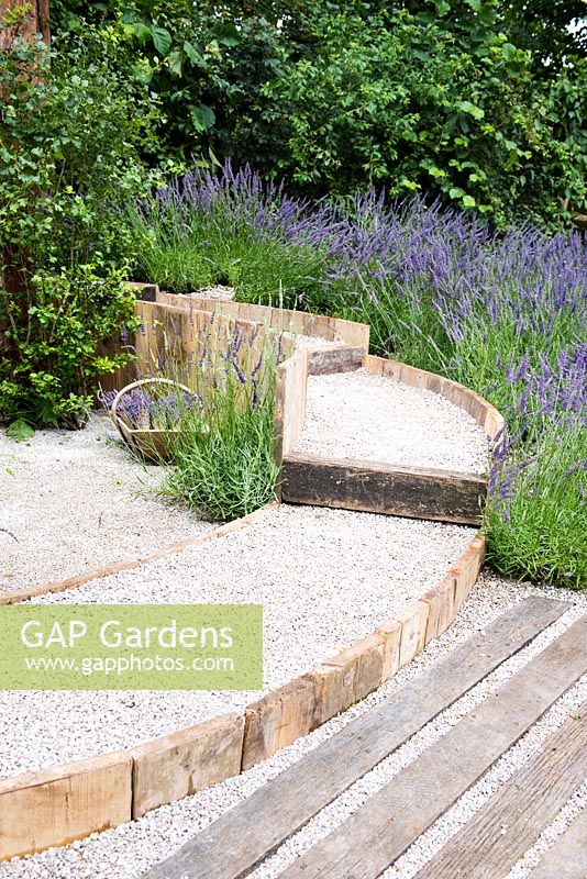 Raised gravel path separated with natural wooden bars surrounded by Lavender - Lavandula x intermedia 'Grosso'. The Lavender Garden, Designers: Paula Napper, Sara Warren, Donna King. Sponsor: Shropshire Lavender 