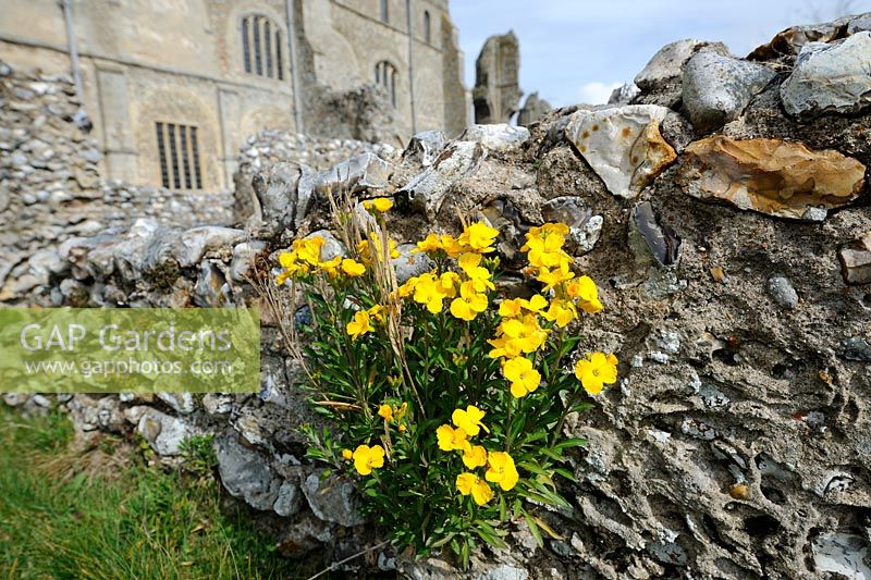 Naturalised Wallflowers, Erysimum, growing on ancient ruins