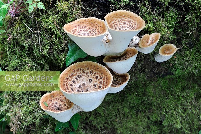 Polyporus squamosus - Fungi, Dryads Saddle, fresh fruiting bodies on fallen tree stump, Norfolk, UK, May