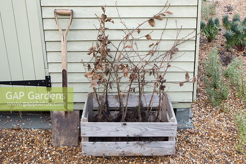 Wooden crate containing bare root Carpinus betulus beside a shed