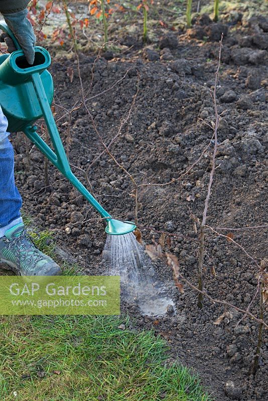 Watering a row of newly planted bare root Carpinus betulus
