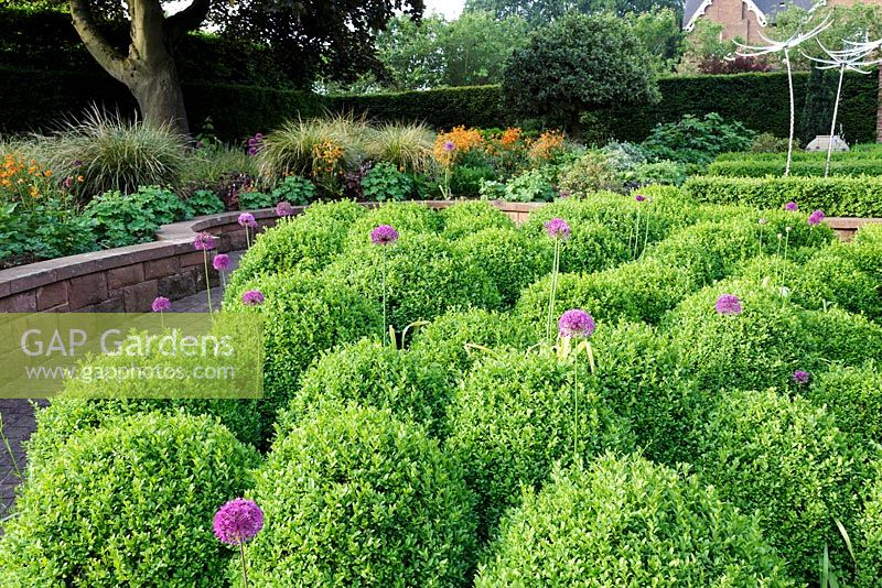Allium 'Purple Sensation' growing amongst Box topiary spheres. Mitton Manor, Staffordshire. 