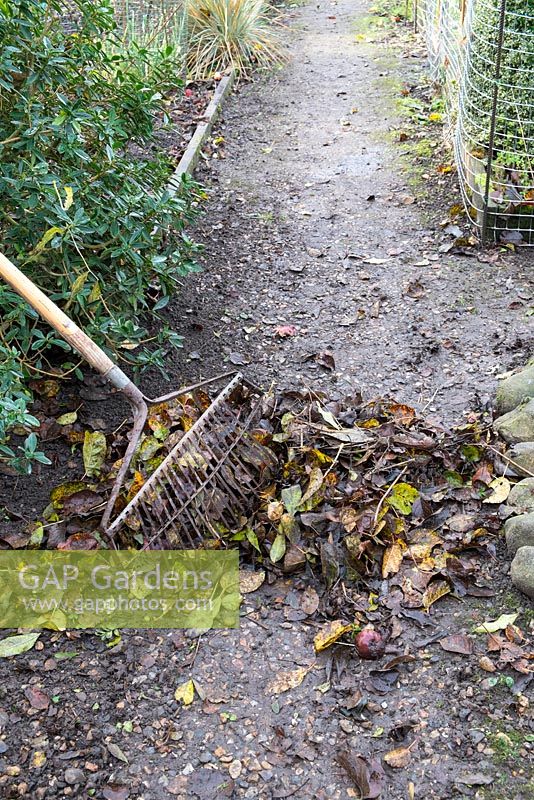 Garden path with pile of raked leaves and lawn rake.