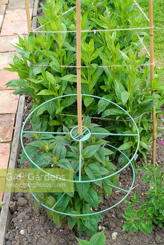 Monarda didym - bergamot, supported by plastic hoops and canes.