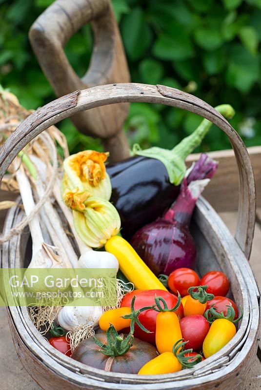Wooden trug with  harvested various summer vegetables, including tomatoes, onion, courgettes, aubergine and garlic.