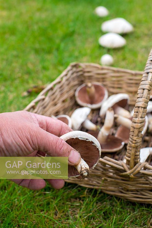 Agaricus campestris - field mushroom or meadow mushroom.