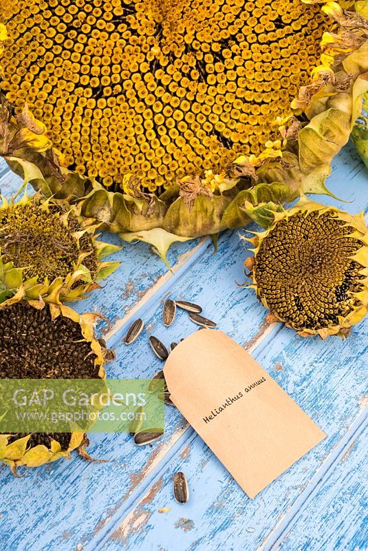 Saving and storing of sunflower seeds.