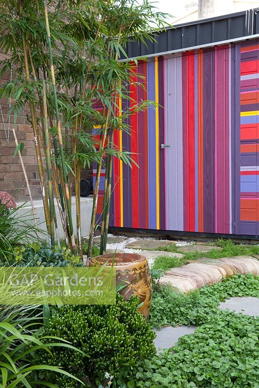 View of garden with colourful striped shed, ground covers include echeveria, Scaevola aemula - native fan flower, Viola hederacea - Australian native violet, Crassula ovata 'Gollum' and bamboo in the background.