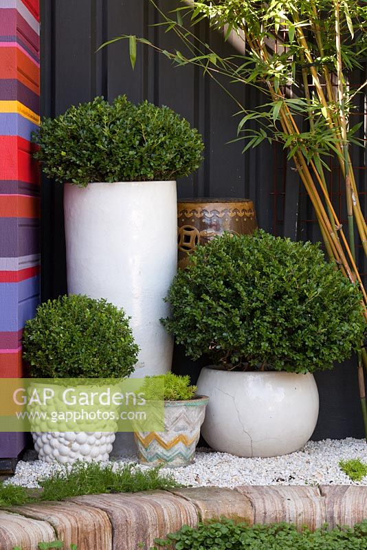 White glazed ceramic pots containing clipped buxus seen beside a colourful striped shed, in a small courtyard garden.