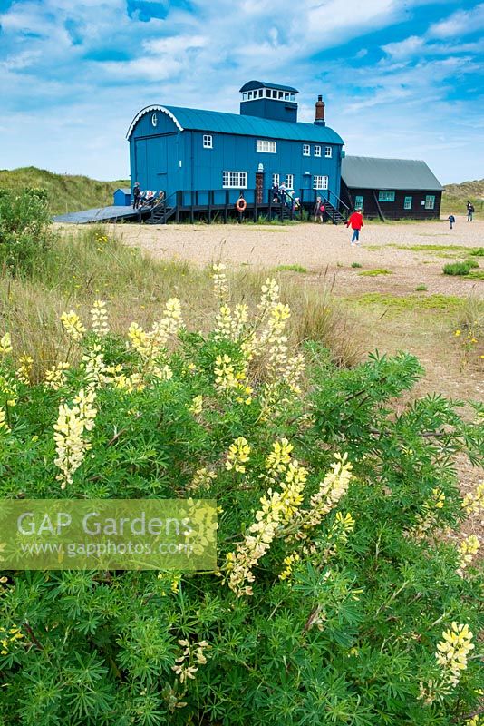 Lupinus arboreus with the Old Lifeboat House at Blakeney Point