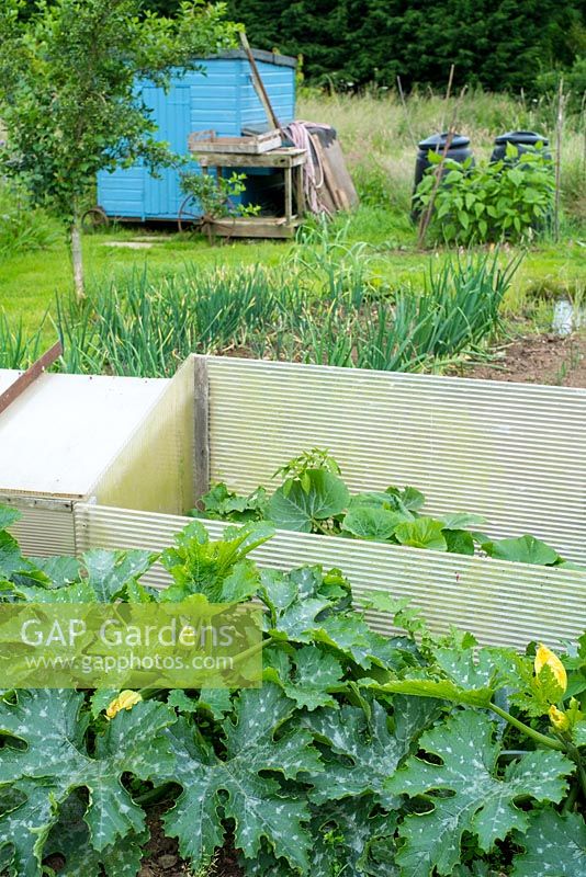 Courgettes screened by corrugated plastic sheets