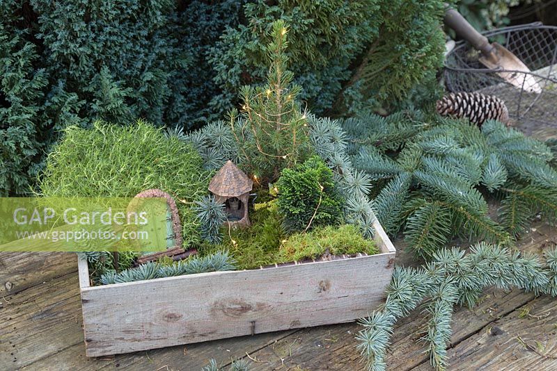 Winter wonderland box constructed with minature objects, lights, Scotch moss, Pinus foliage, Conifer, Moss and blue Spruce