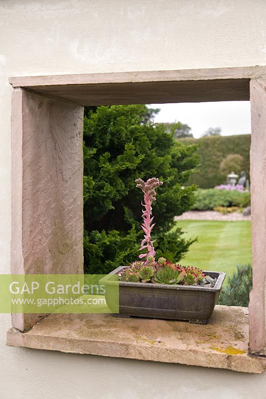 View of a Japanese style garden through an opening in a wall with a flowering sempervivum in a container.  June, North Yorkshire. 