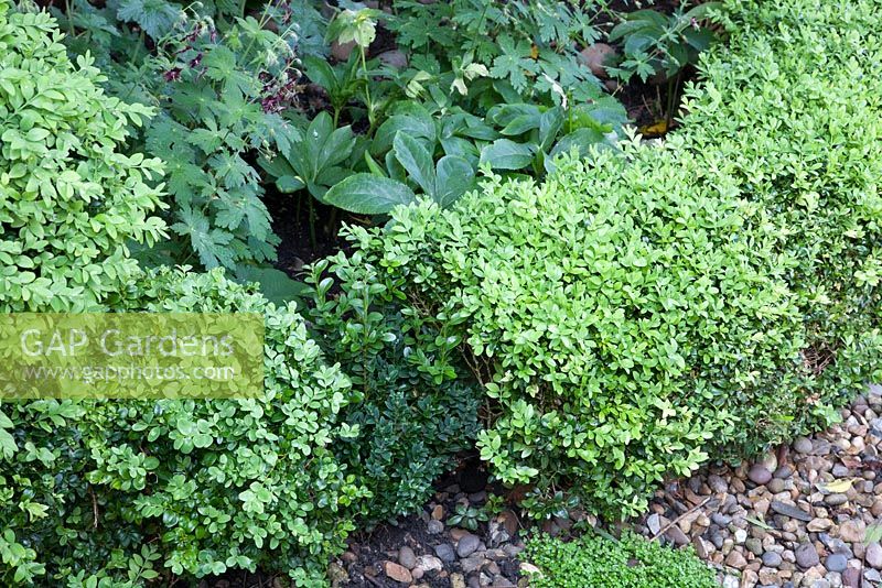 Buxus young box plant replacing a diseased plant in gap in low hedge in May 