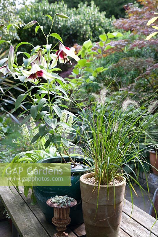Pennisetum - ornamental grass in tall clay pot on table with Lilium Nepalense Hybrid 'Kushi Maya' and Eucomis pineaaple lily in pot in background - flowering in October