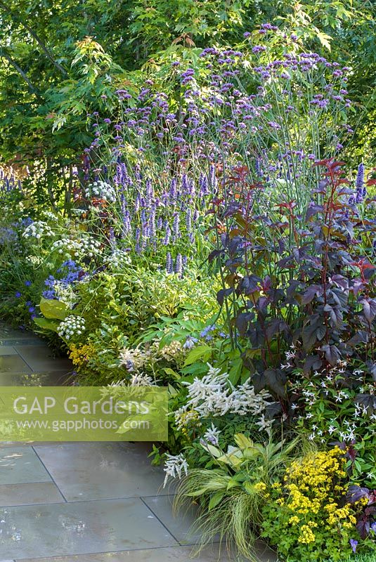 Agastache 'Blue Fortune' and Astilbe 'Francee' in a border. The Dog's Trust: 'It's a Dog's Life', Hampton Court Flower Show, July 2016