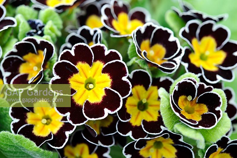 Polyanthus 'Gold Laced Jack-in-the-Green', Barnhaven Enthusiast's primrose