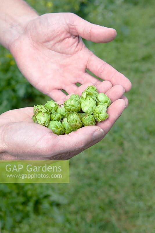 Holding the hop plants