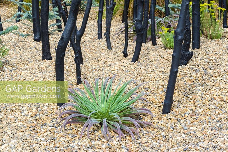 Black Stained Branches and Drought Tolerant Planting in Gravel with small Echium pininana.Striving for Survival, RHS Hampton Court Palace Flower Show 2016. Design: Holly Fleming